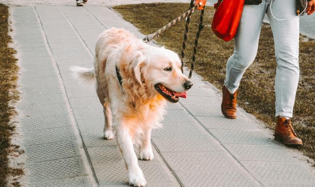 a dog on a leash