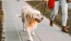 a dog on a leash